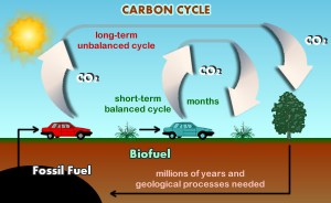 Figure 1. The Carbon Cycle: Biofuels vs. Fossil Fuel. Illustration courtesy of the Sustainable Futures Institute, Michigan Technological University