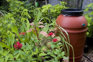 Figure 2. Rain barrels can supply a large portion of watering needs for many homeowners. Credit: UF/IFAS photo (06200S) by Tyler Jones.