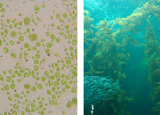Figure 1.  Microalgae culture dominated by <em>Chlorella</em> sp. (left), and Kelp, an example of a macroalgae (right). (Left photograph courtesy: Dr. Ann Wilkie, University of Florida-IFAS. Right photograph courtesy: Tania Larson, the U.S. Geological Survey, Department of the Interior/USGS.)